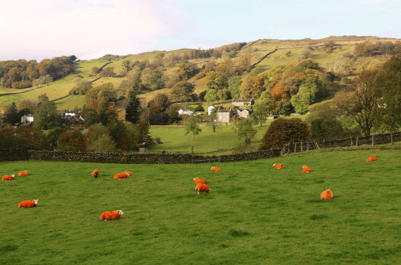 orange sheep